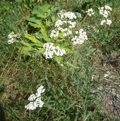 Achillea pannonica