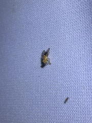Paraterellia superba