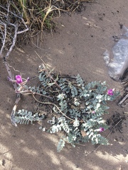 Astragalus amphioxys