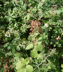 Rubus montanus