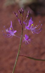 Cleome maculata