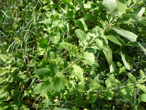 Lycium chinense