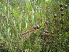 Noltea africana