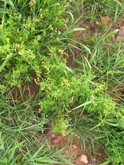 Pentarrhinum insipidum