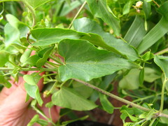 Pentarrhinum insipidum