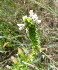Stachys recta