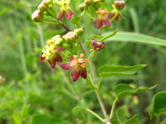 Pentarrhinum insipidum