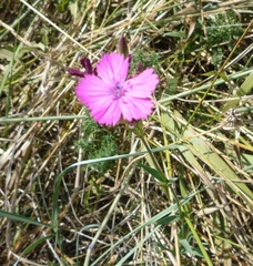 Dianthus membranaceus