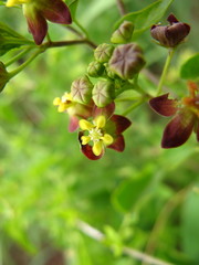 Pentarrhinum insipidum
