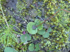 Crassula capensis capensis