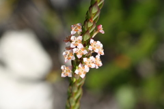 Struthiola salteri
