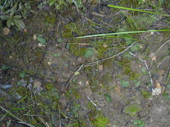 Crassula capensis capensis