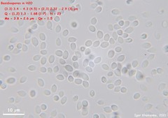 Baeospora myriadophylla