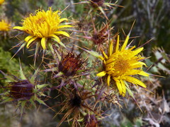 Berkheya cruciata