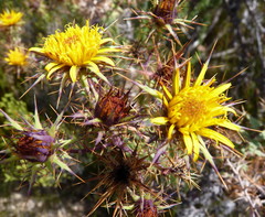 Berkheya cruciata