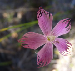 Dianthus bolusii