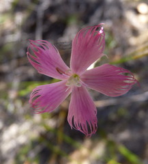 Dianthus bolusii