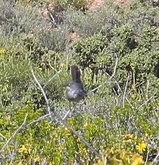 Curruca layardi layardi