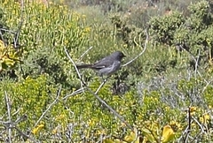 Curruca layardi layardi