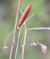 Indigofera potbergensis