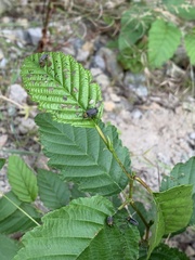 Tricholochmaea punctipennis