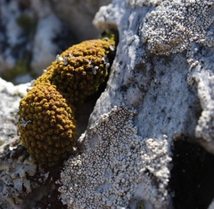Hypodontium
