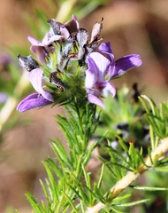 Aspalathus cephalotes violacea