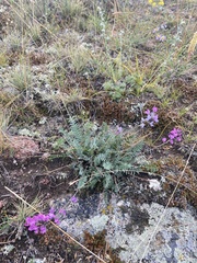 Oxytropis coerulea