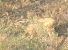 Odocoileus hemionus californicus