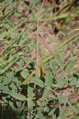 Indigofera amoena