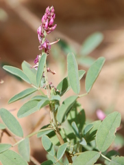 Indigofera amoena