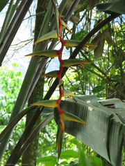 Heliconia griggsiana