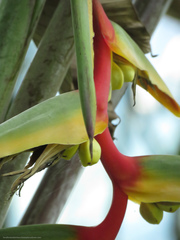 Heliconia griggsiana
