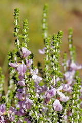 Aspalathus costulata