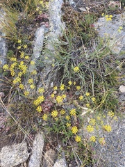 Bupleurum bicaule