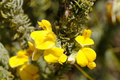 Aspalathus shawii shawii