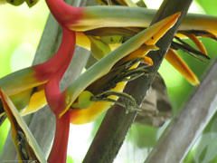 Heliconia griggsiana