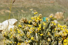 Aspalathus shawii shawii