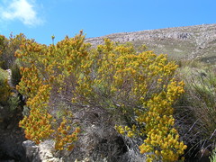 Erica parilis parilis