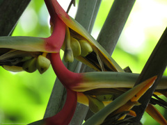 Heliconia griggsiana