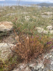 Persicaria angustifolia