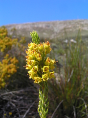 Erica parilis parilis