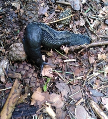 Limax cinereoniger