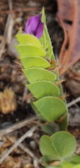 Psoralea imbricata