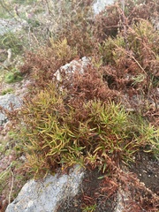 Persicaria angustifolia