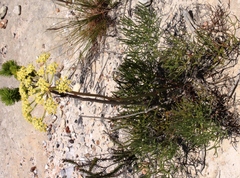 Nanobubon capillaceum