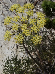 Nanobubon capillaceum