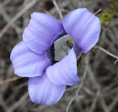 Roella ciliata