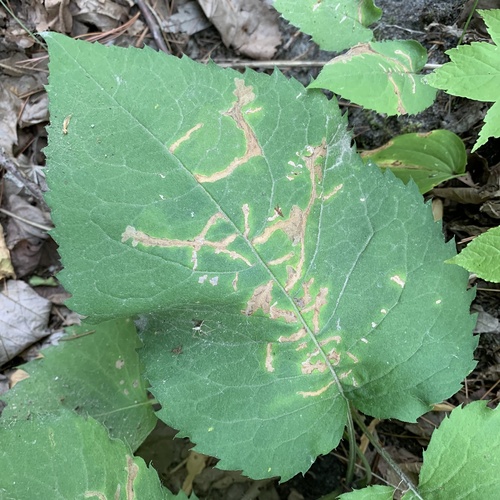 Scrobipalpula manierreorum