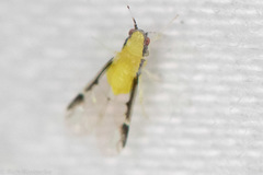 Monellia caryella